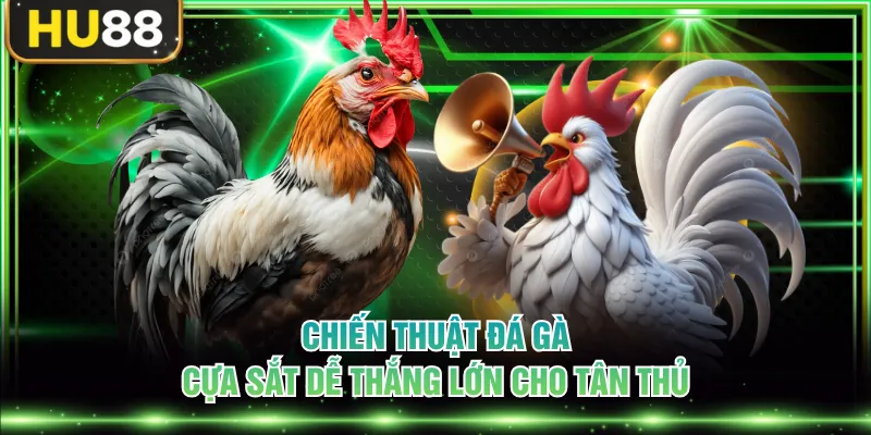 Chiến thuật đá gà cựa sắt dễ thắng lớn cho tân thủ