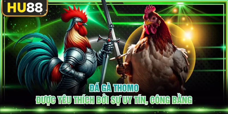 Đá gà Thomo được yêu thích bởi sự uy tín, công bằng