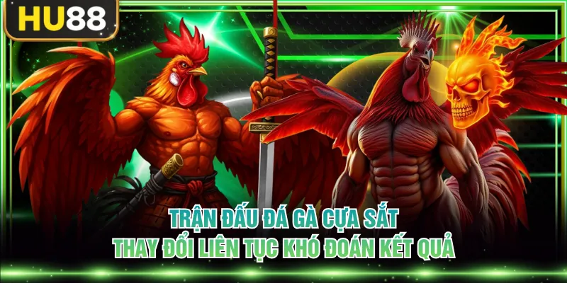 Trận đấu đá gà cựa sắt thay đổi liên tục khó đoán kết quả